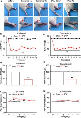 Electroacupuncture Alleviates Mechanical Allodynia of a Rat Model of CRPS-I and Modulates Gene Expression Profiles in Dorsal Root Ganglia